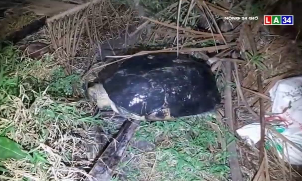 Tiền Giang: Ph&aacute;t hiện c&aacute; thể r&ugrave;a “khủng” lưu lạc tr&ecirc;n c&aacute;nh đồng