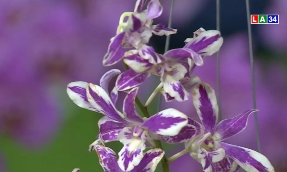 Lan rừng đột biến, men say của giới mộ điệu