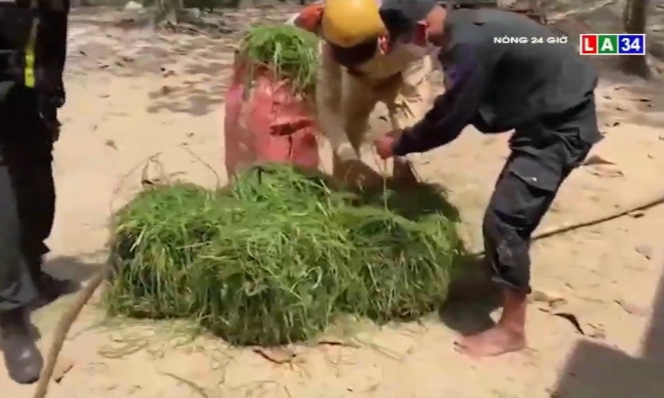 An Giang: Giấu h&agrave;ng ngh&igrave;n bao thuốc l&aacute; lậu trong g&aacute;nh cỏ