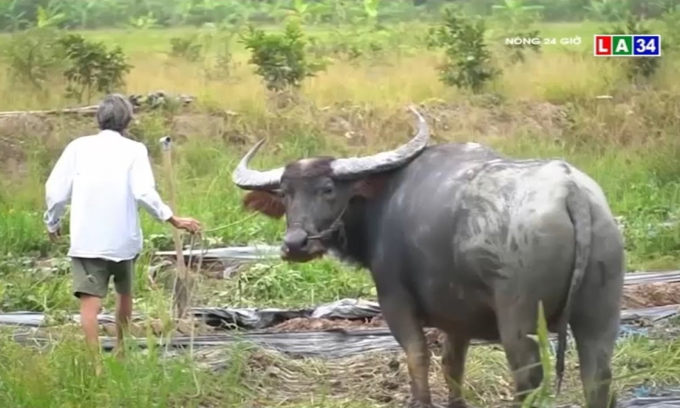 Về miền T&acirc;y ngắm tr&acirc;u k&eacute;o dưa hấu