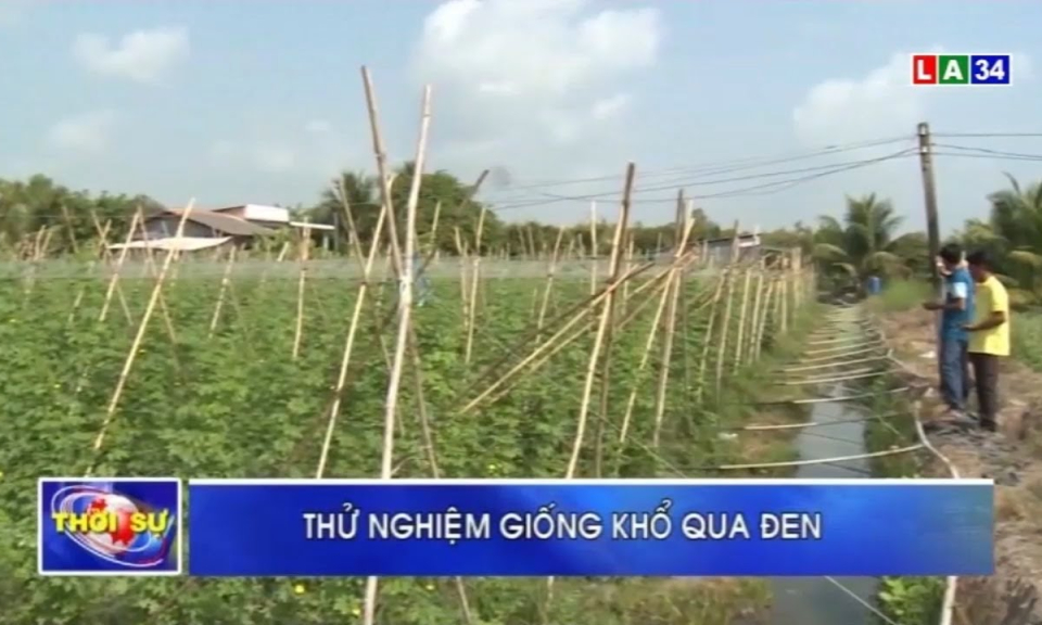Thủ Thừa: Thử nghiệm giống khổ qua đen