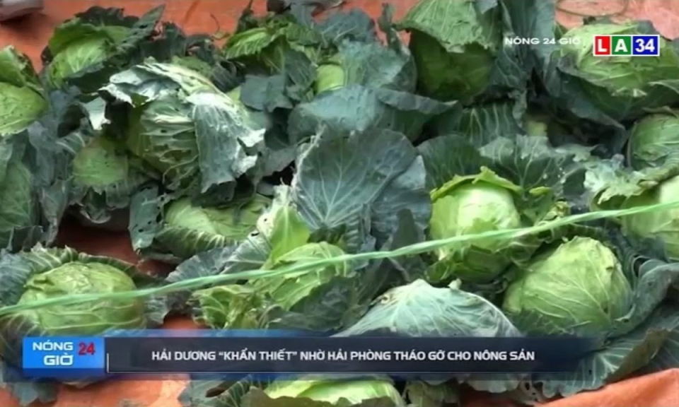 Hải Dương “khẩn thiết” nhờ Hải Ph&ograve;ng th&aacute;o gỡ cho n&ocirc;ng sản