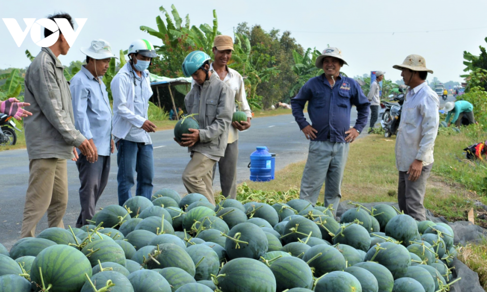 Vụ dưa đ&oacute;n Tết tr&ecirc;n đất mặn, gi&uacute;p người d&acirc;n tăng thu nhập