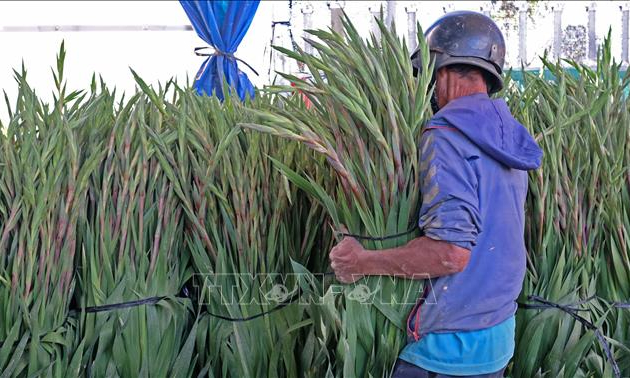 Gi&aacute; tăng trở lại, v&ugrave;ng chuy&ecirc;n canh hoa lay ơn ‘tho&aacute;t hiểm’