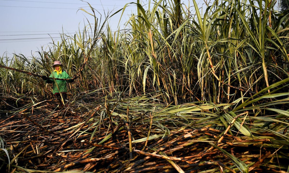 Bộ C&ocirc;ng Thương &aacute;p thuế chống b&aacute;n ph&aacute; gi&aacute; với đường m&iacute;a c&oacute; xuất xứ Th&aacute;i Lan