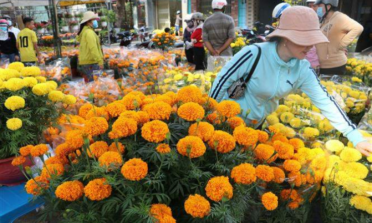 Đắt h&agrave;ng hoa lan v&agrave; hoa vạn thọ Ph&aacute;p v&agrave;o dịp cận Tết