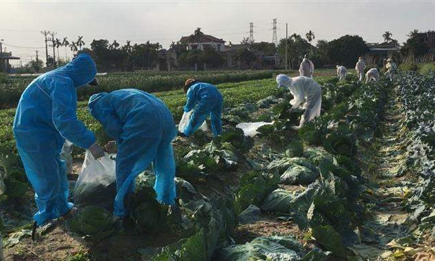 Hải Dương chung tay giải cứu n&ocirc;ng sản