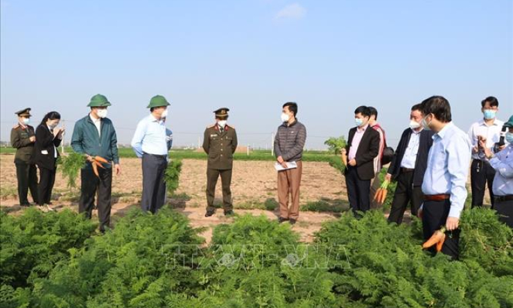 Tạo điều kiện để xuất khẩu c&agrave; rốt Hải Dương