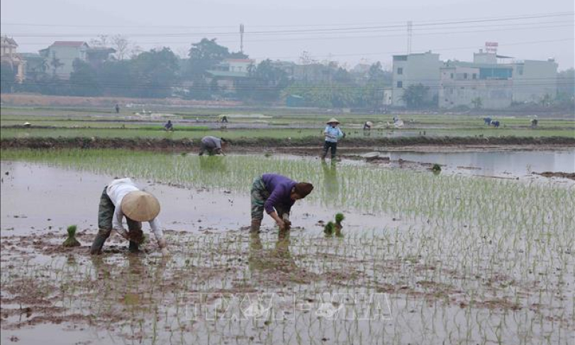 Gần 98% diện t&iacute;ch đ&atilde; c&oacute; nước cho gieo cấy vụ Đ&ocirc;ng Xu&acirc;n