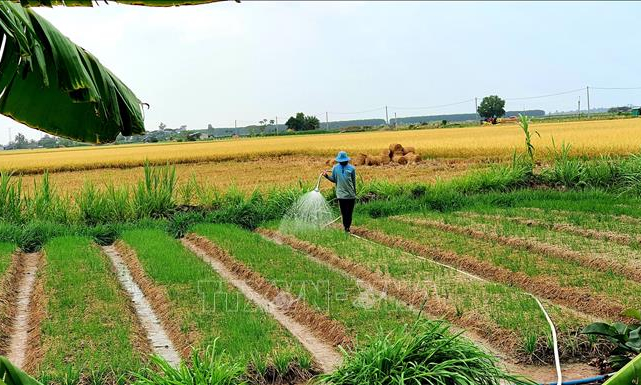 Chuyển đổi cơ cấu c&acirc;y trồng, tăng diện t&iacute;ch c&acirc;y trồng cần &iacute;t nước
