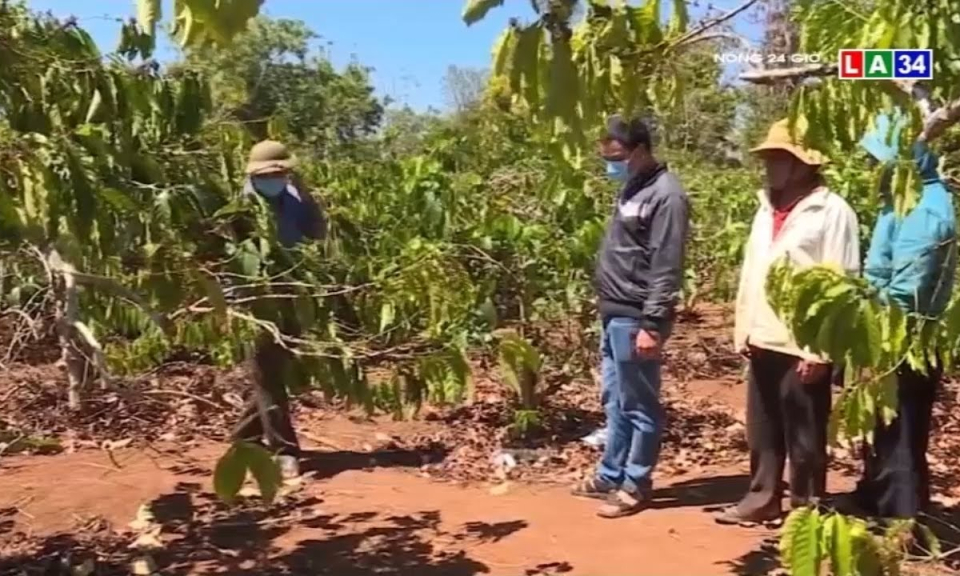 Ph&aacute;t hiện thi thể kh&ocirc;ng c&ograve;n nguy&ecirc;n vẹn của người đ&agrave;n &ocirc;ng mất t&iacute;ch trong rẫy c&agrave; ph&ecirc;