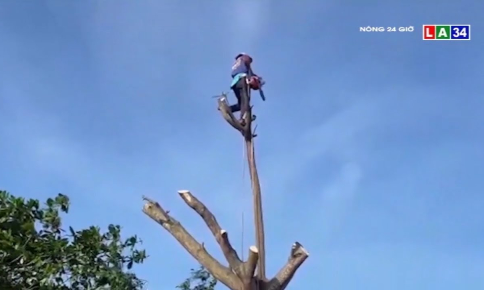 Chuyện về “Vua khỉ miền T&acirc;y”