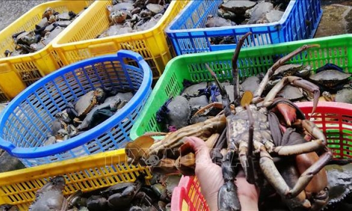 Gi&aacute; cua biển tại Tr&agrave; Vinh tăng cao kỷ lục trong 4 năm qua