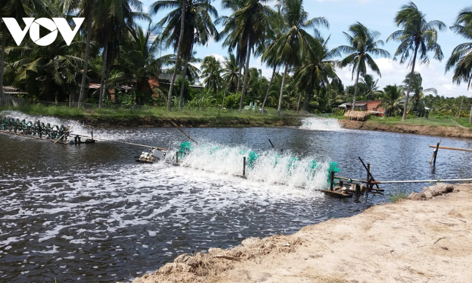 Bến tre tạo điều kiện cho người d&acirc;n nh&acirc;n rộng m&ocirc; h&igrave;nh nu&ocirc;i t&ocirc;m c&ocirc;ng nghệ cao