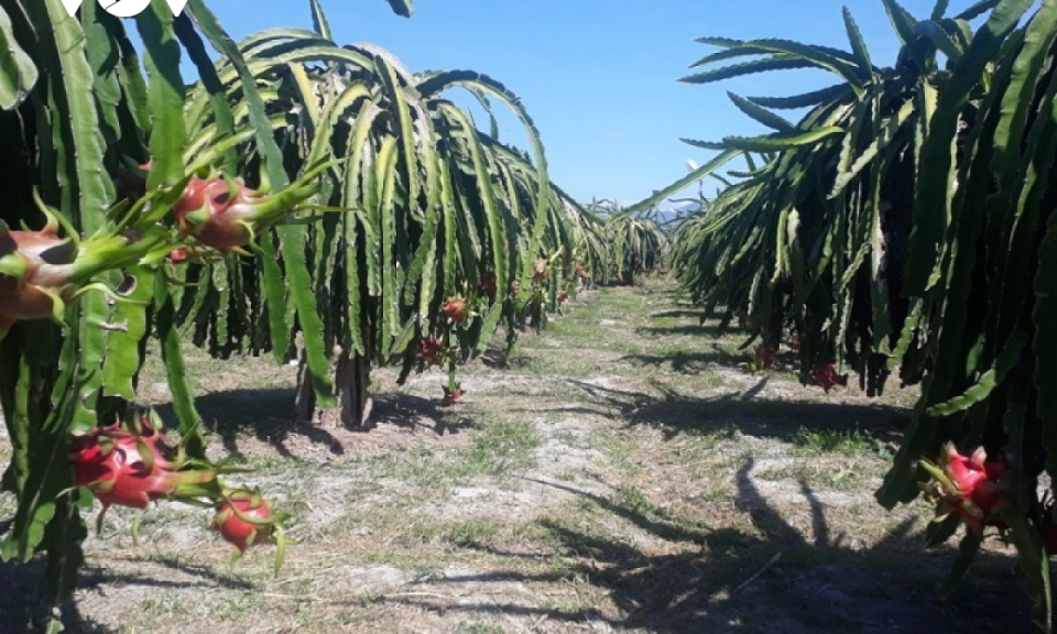 Gi&aacute; thanh long l&ecirc;n xuống thất thường khiến người trồng lao đao