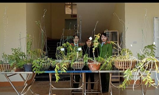 Nếu thương vụ hoa lan đột biến trăm tỷ đồng l&agrave; giả th&igrave; sẽ bị xử l&yacute; thế n&agrave;o?