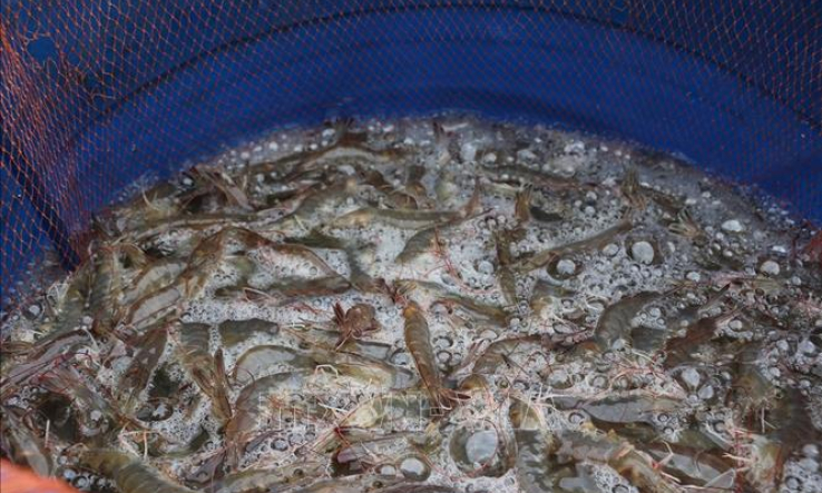 Đầu vụ, gi&aacute; t&ocirc;m thẻ ch&acirc;n trắng tăng cao