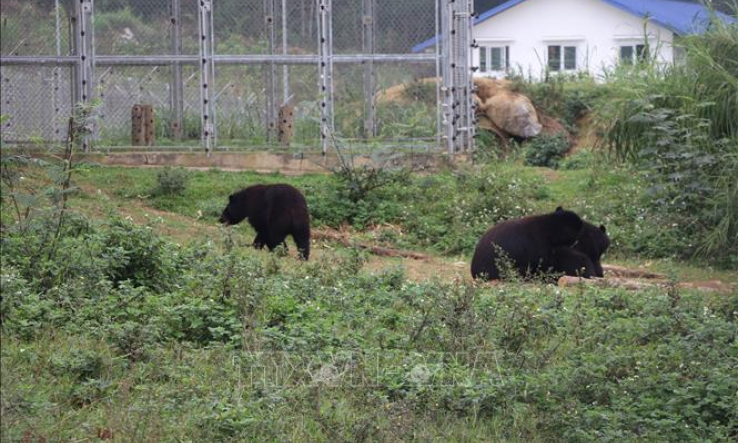 Ng&agrave;y động vật hoang d&atilde; thế giới 3/3: Nơi những c&aacute; thể gấu được về với tự nhi&ecirc;n