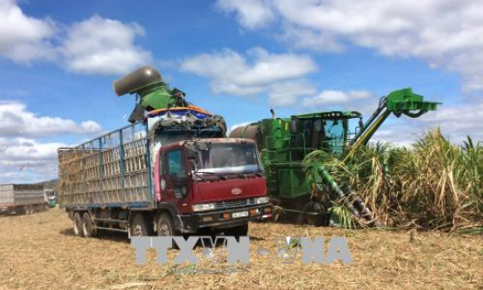 Vực dậy ng&agrave;nh m&iacute;a đường trong nước -Cạnh tranh c&ocirc;ng bằng v&agrave; giải ph&aacute;p li&ecirc;n kết chuỗi