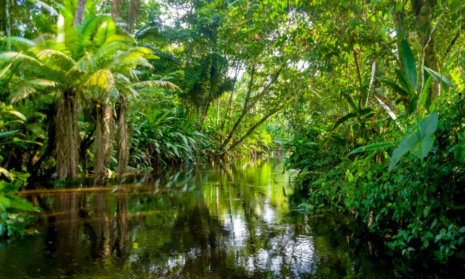 ‘Sức mạnh’ đặc biệt của rừng mưa ở ch&acirc;u Phi