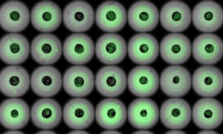 Lần đầu tạo được tr&aacute;i tim mini trong ph&ograve;ng th&iacute; nghiệm, đập như tim thật