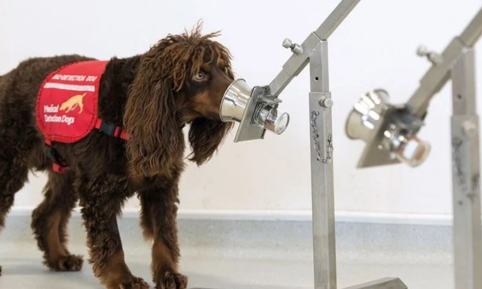 Nghi&ecirc;n cứu chứng minh ch&oacute; nghiệp vụ c&oacute; thể ph&aacute;t hiện tới 90% ca mắc COVID-19