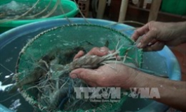 T&ocirc;m c&agrave;ng xanh giảm gi&aacute; s&acirc;u