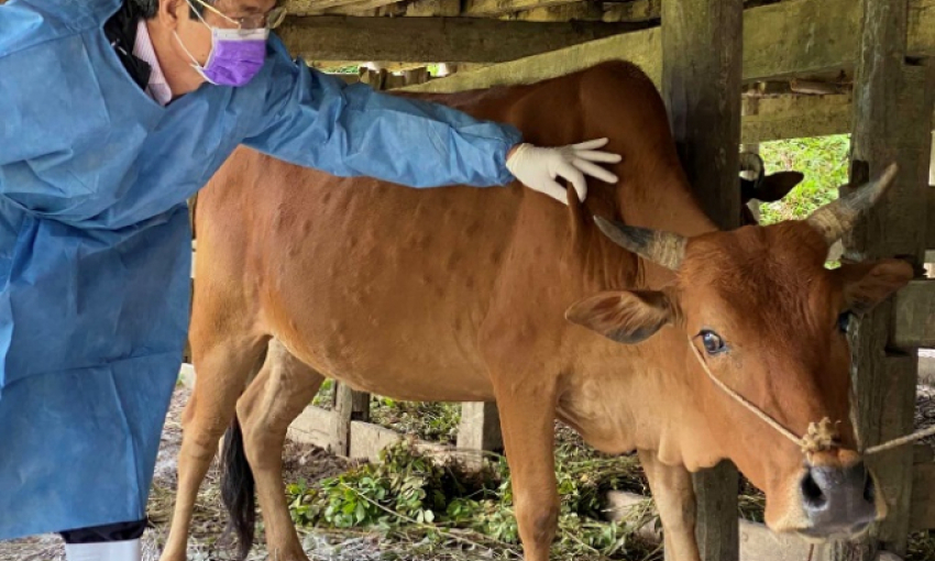 Thủ tướng Ch&iacute;nh phủ: Quyết liệt c&aacute;c giải ph&aacute;p ph&ograve;ng, chống bệnh Vi&ecirc;m da nổi cục tr&ecirc;n tr&acirc;u, b&ograve;