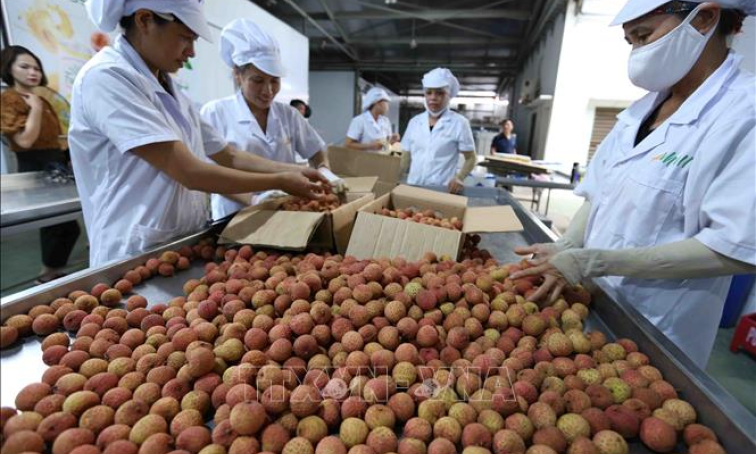 Việt Nam x&uacute;c tiến xuất khẩu 100 tấn vải thiều sang Australia