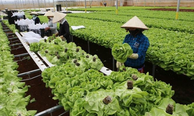 Đổi mới tư duy, ph&aacute;t huy năng lực trong sản xuất n&ocirc;ng nghiệp​