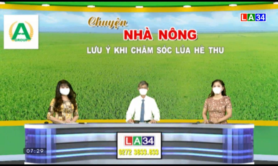 Chuyện nh&agrave; n&ocirc;ng: Lưu &yacute; khi chăm s&oacute;c l&uacute;a H&egrave; Thu