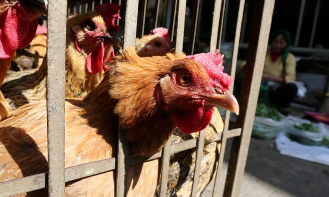 Ph&aacute;t hiện ca mắc c&uacute;m gia cầm H10N3 ở người đầu ti&ecirc;n tr&ecirc;n thế giới