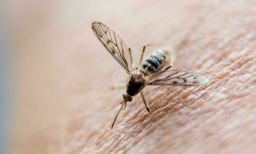 Trung Quốc x&oacute;a sổ bệnh sốt r&eacute;t sau 70 năm dập dịch