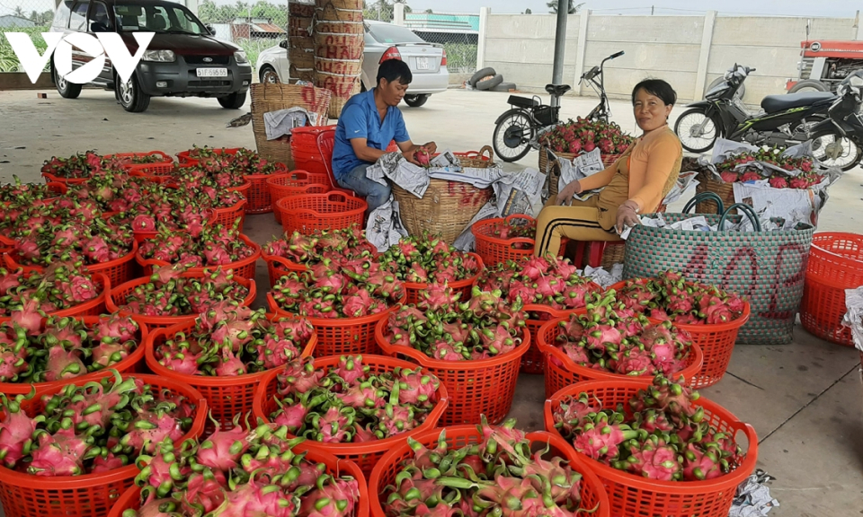 Tr&aacute;i thanh long rớt gi&aacute; th&ecirc; thảm