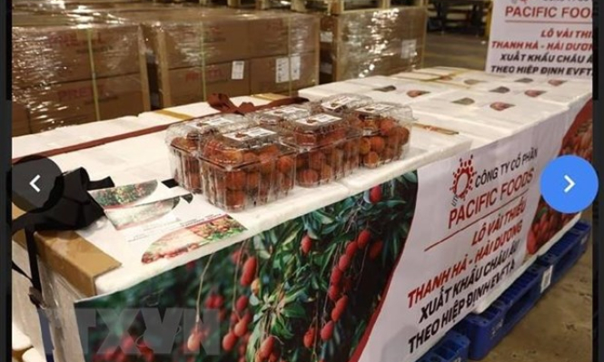 Vải thiều Việt Nam l&ecirc;n kế hoạch chinh phục thị trường H&agrave; Lan