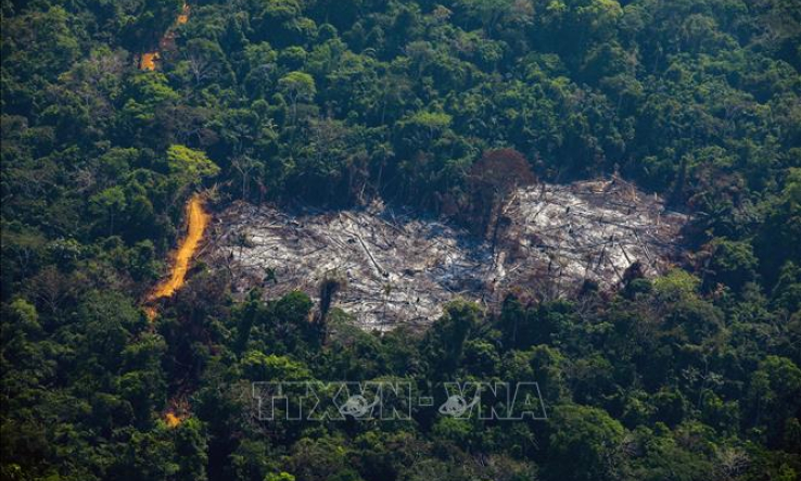 Hơn 10.000 lo&agrave;i động, thực vật tại Amazon c&oacute; nguy cơ tuyệt chủng