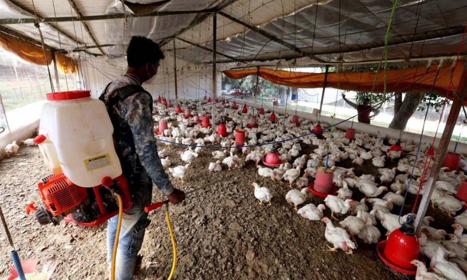 Ấn Độ ghi nhận ca tử vong v&igrave; c&uacute;m gia cầm đầu ti&ecirc;n ở người