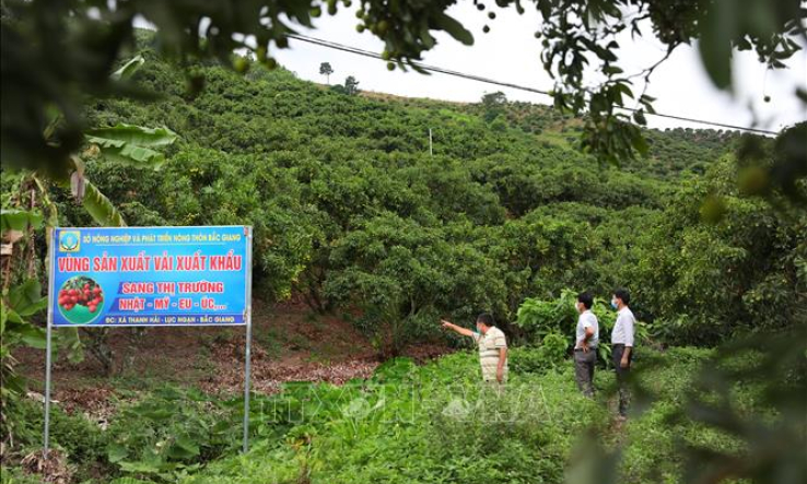 Ng&agrave;y Hợp t&aacute;c x&atilde; Quốc tế: Cơ hội lan toả c&aacute;c m&ocirc; h&igrave;nh kinh doanh