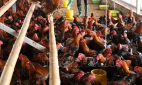 Khẩn trương ph&ograve;ng chống c&uacute;m gia cầm A/H5N8 lần đầu xuất hiện tại Việt Nam