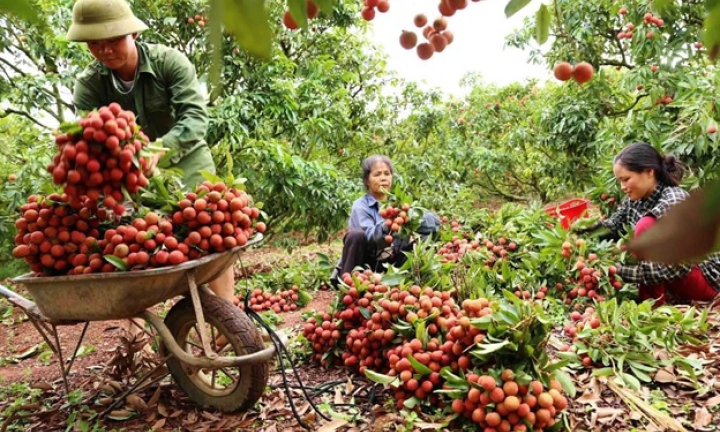 Cơ hội b&aacute;n n&ocirc;ng sản qua thương mại điện tử
