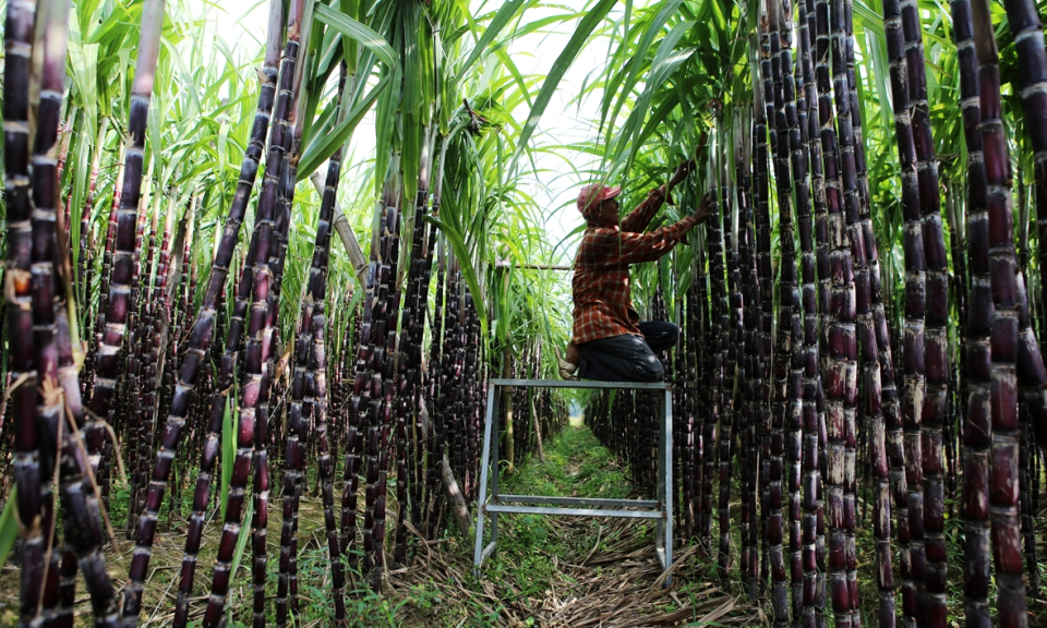 Cơ hội cho ng&agrave;nh m&iacute;a đường nh&igrave;n lại
