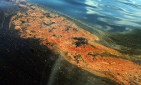 WWF b&aacute;o động vụ tr&agrave;n dầu ‘khổng lồ’ tr&ecirc;n Biển Đen