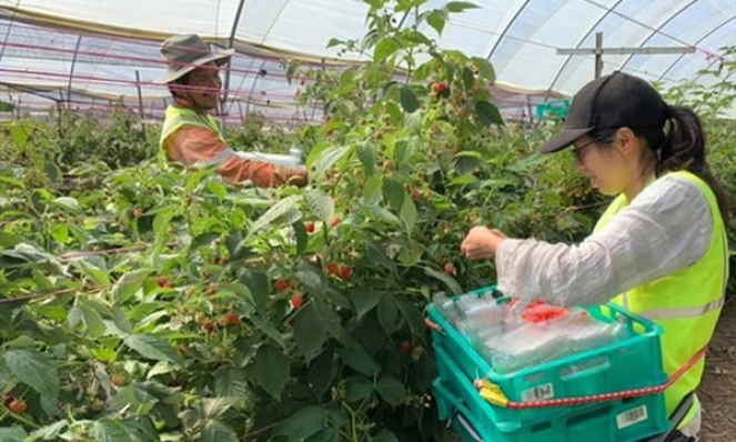 Australia t&igrave;m c&aacute;ch ‘h&uacute;t’ người d&acirc;n ch&acirc;u &Aacute; đến l&agrave;m n&ocirc;ng