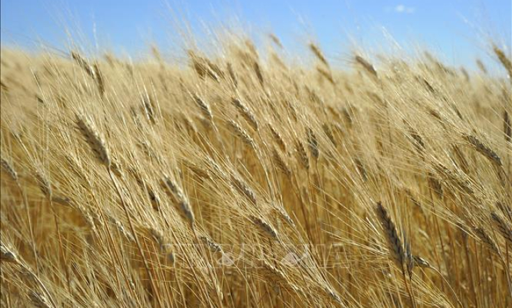 Động th&aacute;i mới của WTO đối với bất đồng thương mại Mỹ-Trung