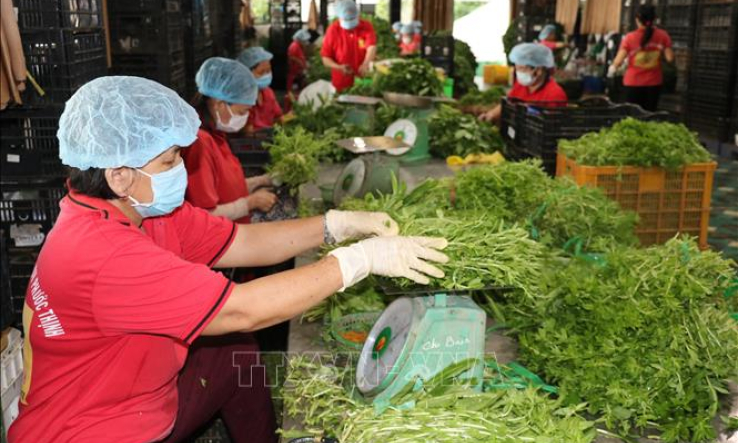 Từng bước ổn định ti&ecirc;u thụ n&ocirc;ng sản ở Đồng bằng s&ocirc;ng Cửu Long