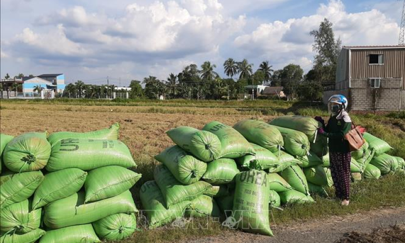 Thị trường n&ocirc;ng sản tuần qua: Gi&aacute; l&uacute;a kh&ocirc;ng c&oacute; nhiều khởi sắc