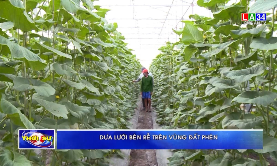 Dưa lưới bén rễ trên vùng đất phèn - Báo và phát thanh, truyền hình Tây ...