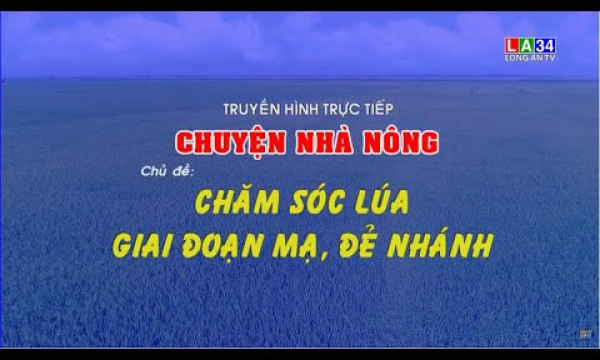 Chuyện nh&agrave; n&ocirc;ng: Chăm s&oacute;c l&uacute;a giai đoạn mạ, đẻ nh&aacute;nh