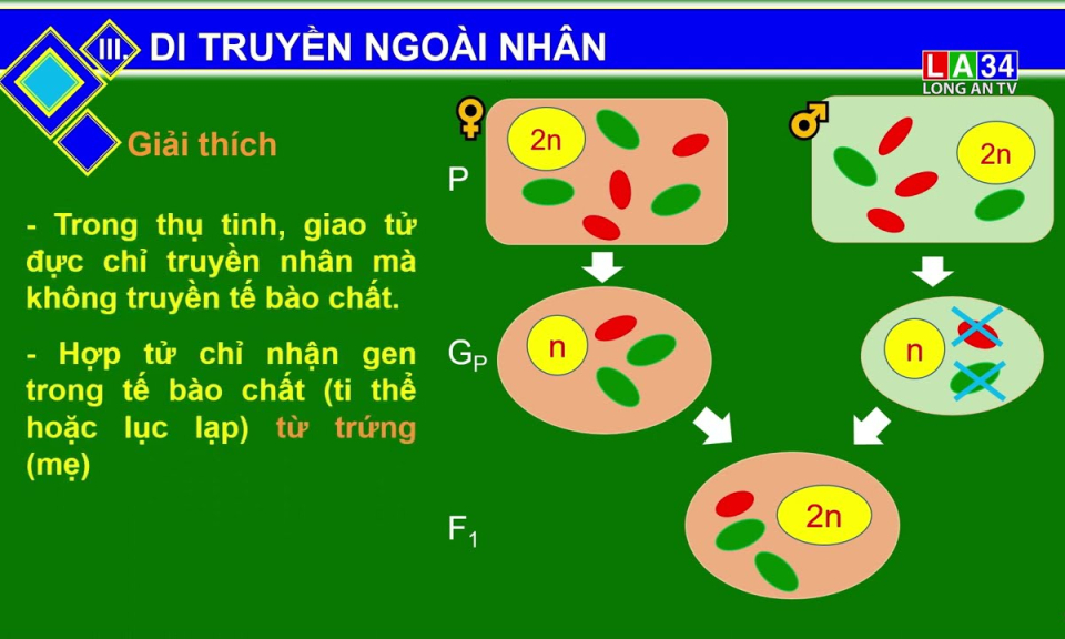 M&ocirc;n Sinh học: Di truyền li&ecirc;n kết với giới t&iacute;nh v&agrave; di truyền ngo&agrave;i nh&acirc;n
