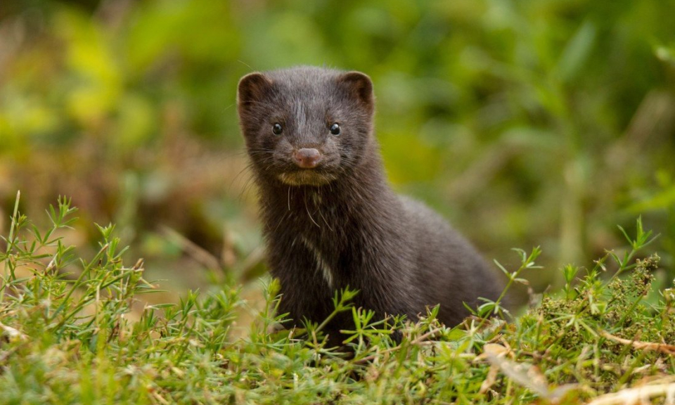 Giới chuy&ecirc;n gia k&ecirc;u gọi r&agrave; so&aacute;t động vật hoang d&atilde; để ngăn SARS-CoV-2 sinh biến thể